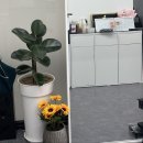 인생뽑기 | 부산 신호동 속눈썹 연장 수아뷰티 유지력에 반해버린 찐 후기