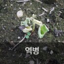 중앙농약사 | “논콩 농사, 이렇게 안 하면 다 망칩니다! 병해충 방제 핵심 전략”