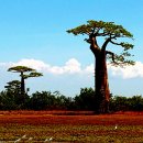 섬나라,마다가스카르의 진귀한 풍경 이미지