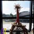 구름골의성마늘 | 제1회 세계 의성마늘 축제 현장!!~~의성마늘 작품 모음전~