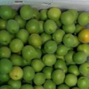 생태농원소향 이미지