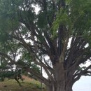 볼음도길 이미지