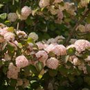 울집 고양이랑 꽃 소개합니다...😌+추추가 이미지