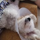 송동물병원 이미지