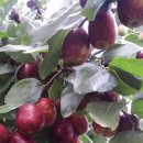 조푸드충주 이미지