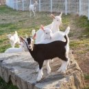 청양알프스산양목장 이미지