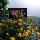 헝클머리 이미지