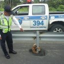 나무늘보 이미지