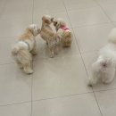 일산애견 이미지