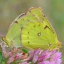 노랑나비 이미지