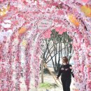 시청별관앞 꽃보라동산 이미지