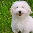 꼬동이네 이미지