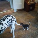 꼬마강아지 이미지