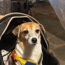 부엉이네 펜션 | 음성 맛집: 바베큐 야외 텐트 식당 '부엉이바베큐' 반려동물동반 식당 방문 후기