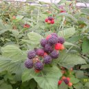 하성농장 이미지