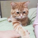내친구고양이 이미지