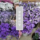광주농업협동조합 | 광주 매월동 꽃 도매시장, 광주원예농협 화훼공판장 첫 방문 후기