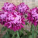 동안경로당 이미지