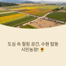 수원농장 | 꽃양귀비 &amp; 수레국화 만개! 수원 탑동시민농장 완벽 방문 가이드(주차정보)