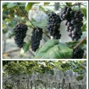 새한농원 이미지