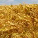 엄지의 제왕 밀가루건강하게 먹는 법, 엄지의 제왕 밀가루의 배신, 이미지