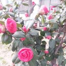 동백꽃/2016년 3월 25일 금요일 오후 신길동 우성1차아파트에서 이미지