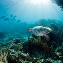 행복한바다 이미지