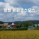 평창둔전평농악 | 2024 평창농악축제 기본정보, 실시간 황화코스모스 후기