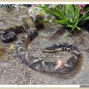 양서·파충류생태공원 1층 이미지