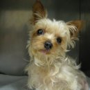 용인센트럴동물병원 이미지