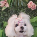 그루밍140 네이버블로그