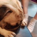 펫그라운드_해방촌 이미지