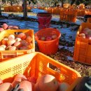 세일농장1 이미지