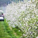 사과꽃필무렵 이미지