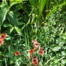 도그엔조이 이미지