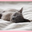 개청순한고양이 이미지