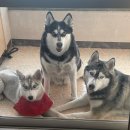 올리스 24 펫택시 | 4개월 시베리안 허스키의 일상_펫택시,애견카페,애견운동장,정보공유🐶