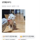 고양이미용호텔_미야옹 이미지