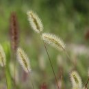 강아지풀 이미지