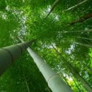 대나무PC 이미지