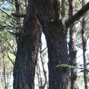 화탄2교 | 순창 책여산 - 금돼지 굴봉 - 남원 책여산 산행