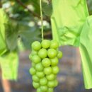 샤인하우스 가동 이미지