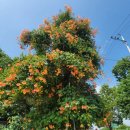 세븐일레븐 천안직산양당점 | 천안 백숙 맛집으로 인정해주셔서 감사합니다(직산 양당가든)