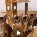 캐터리 페르마타 이미지