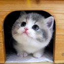 캣프렌즈 | 강남고양이분양 캣프렌즈, 믿음이 가는 클린펫샵 후기