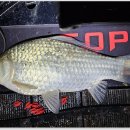 삼인낚시터 이미지