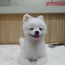 뷰티펫하우스 이미지