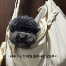 올레시장특산품판매장 | 제주 서귀포 올레시장 내 돈 내산 먹거리 추천, 애견 동반 강아지랑 함께 다녀온 후기