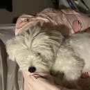 커피니 군산영화점 | 4도 3촌 군산 일기 #6 | 정말로, 안녕하세요?