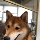 서른살나의펫 이미지